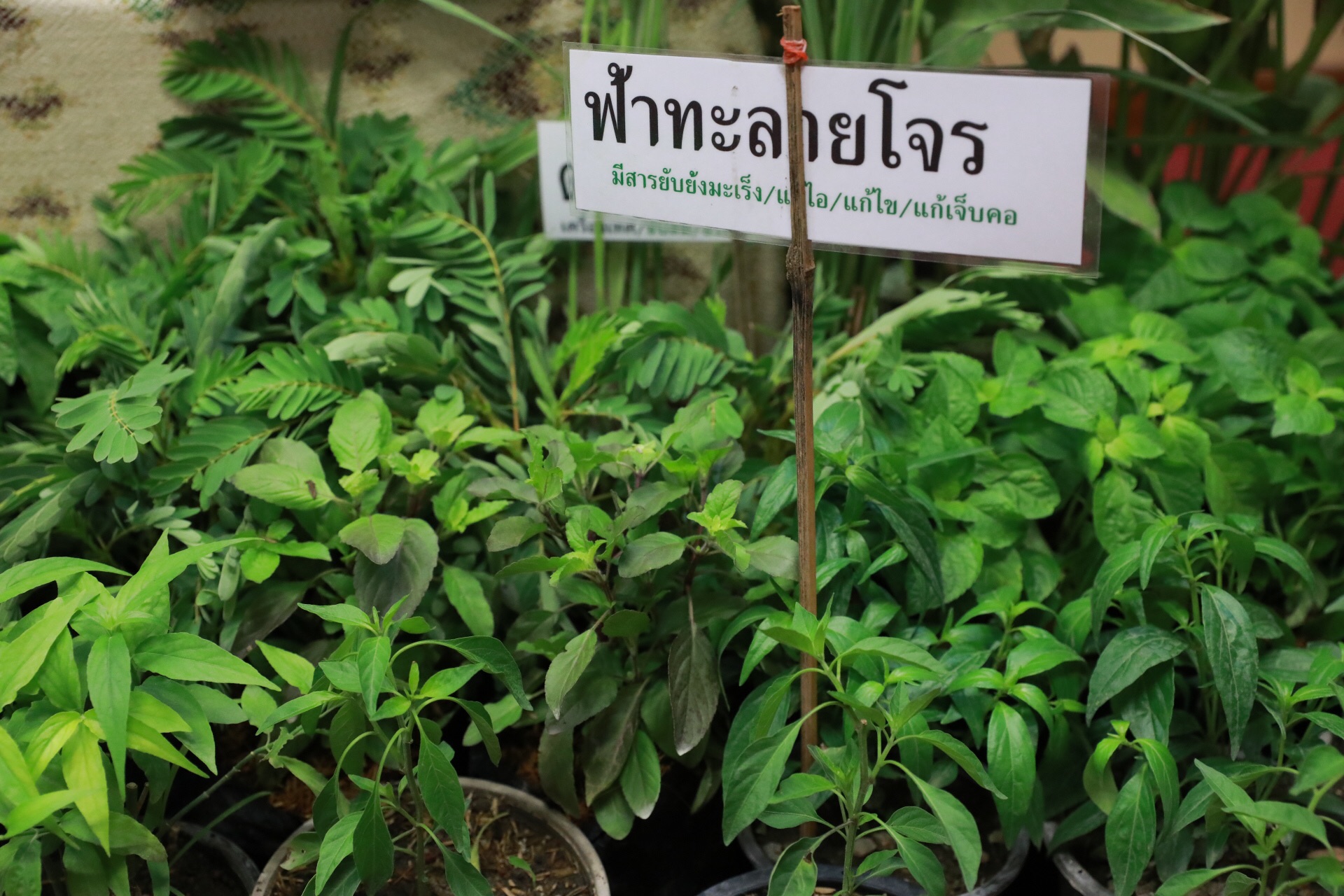 “เครือข่ายโอทอป มอบเมล็ดพันธุ์ หนุนปลูกผักสวนครัว สร้างอาหารปลอดภัย”