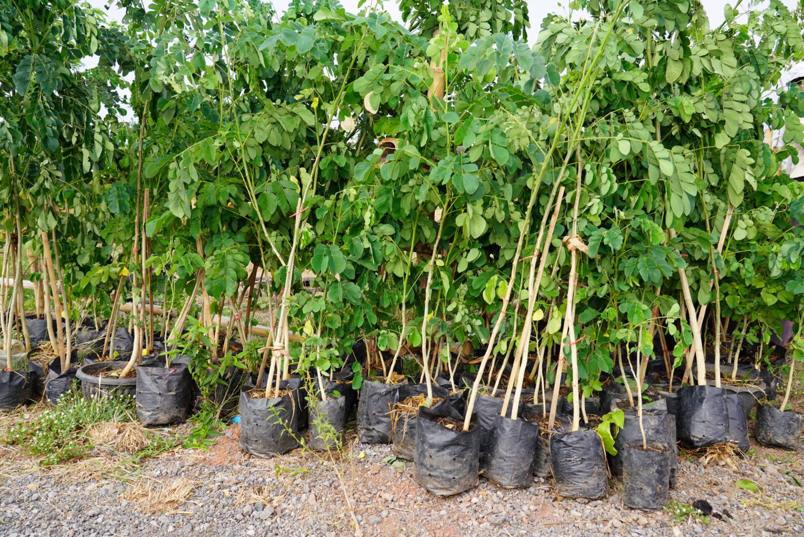 พช. ขับเคลื่อน 76 จังหวัดทั่วประเทศ ร่วม “โครงการปลูกป่าเฉลิมพระเกียรติ” เพื่อถวายเป็นพระราชกุศล