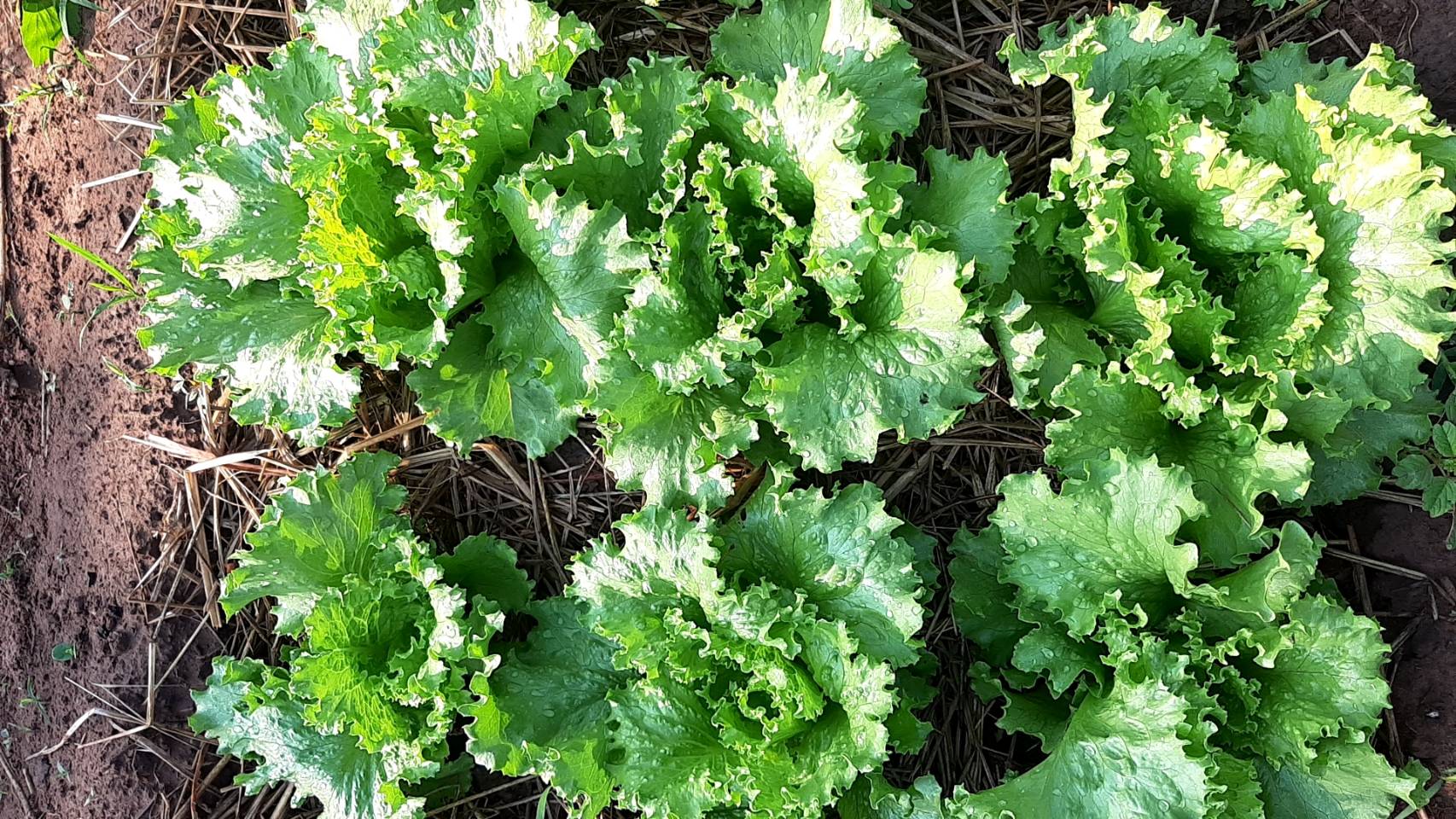 กลุ่มผ้าย้อมคราม “นางคราม” ต้นแบบการน้อมนำแนวพระราชดำริ สมเด็จพระกนิษฐาธิราชเจ้า กรมสมเด็จพระเทพรัตนราชสุดาฯ สยามบรมราชกุมารี ปลูกผักสวนครัวสร้างความมั่นคงด้านอาหาร  โดยใช้พื้นที่ว่างเปล่าให้เกิดประโยชน์