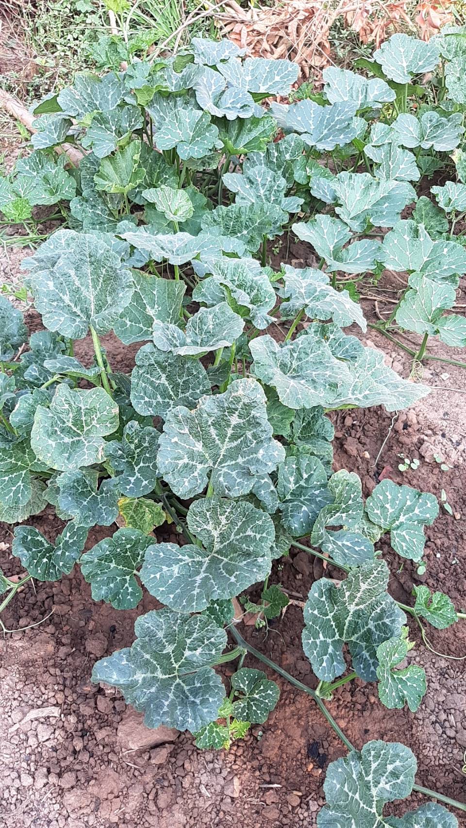 กลุ่มผ้าย้อมคราม “นางคราม” ต้นแบบการน้อมนำแนวพระราชดำริ สมเด็จพระกนิษฐาธิราชเจ้า กรมสมเด็จพระเทพรัตนราชสุดาฯ สยามบรมราชกุมารี ปลูกผักสวนครัวสร้างความมั่นคงด้านอาหาร  โดยใช้พื้นที่ว่างเปล่าให้เกิดประโยชน์