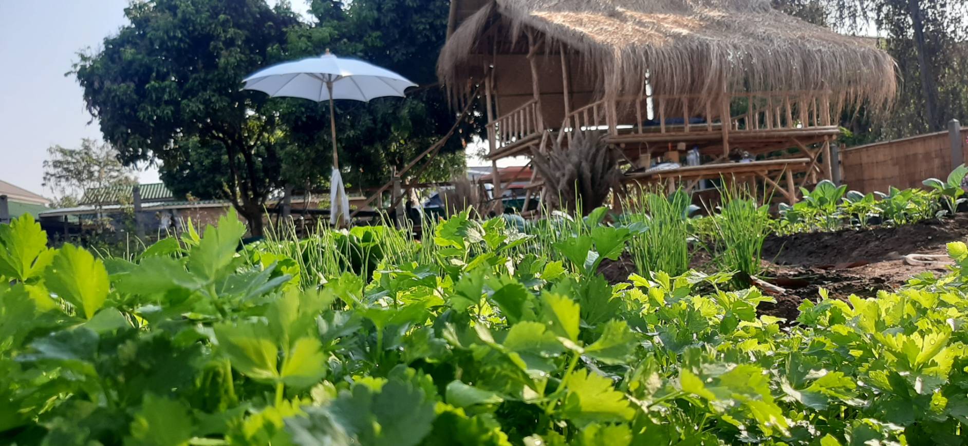 กลุ่มผ้าย้อมคราม “นางคราม” ต้นแบบการน้อมนำแนวพระราชดำริ สมเด็จพระกนิษฐาธิราชเจ้า กรมสมเด็จพระเทพรัตนราชสุดาฯ สยามบรมราชกุมารี ปลูกผักสวนครัวสร้างความมั่นคงด้านอาหาร  โดยใช้พื้นที่ว่างเปล่าให้เกิดประโยชน์