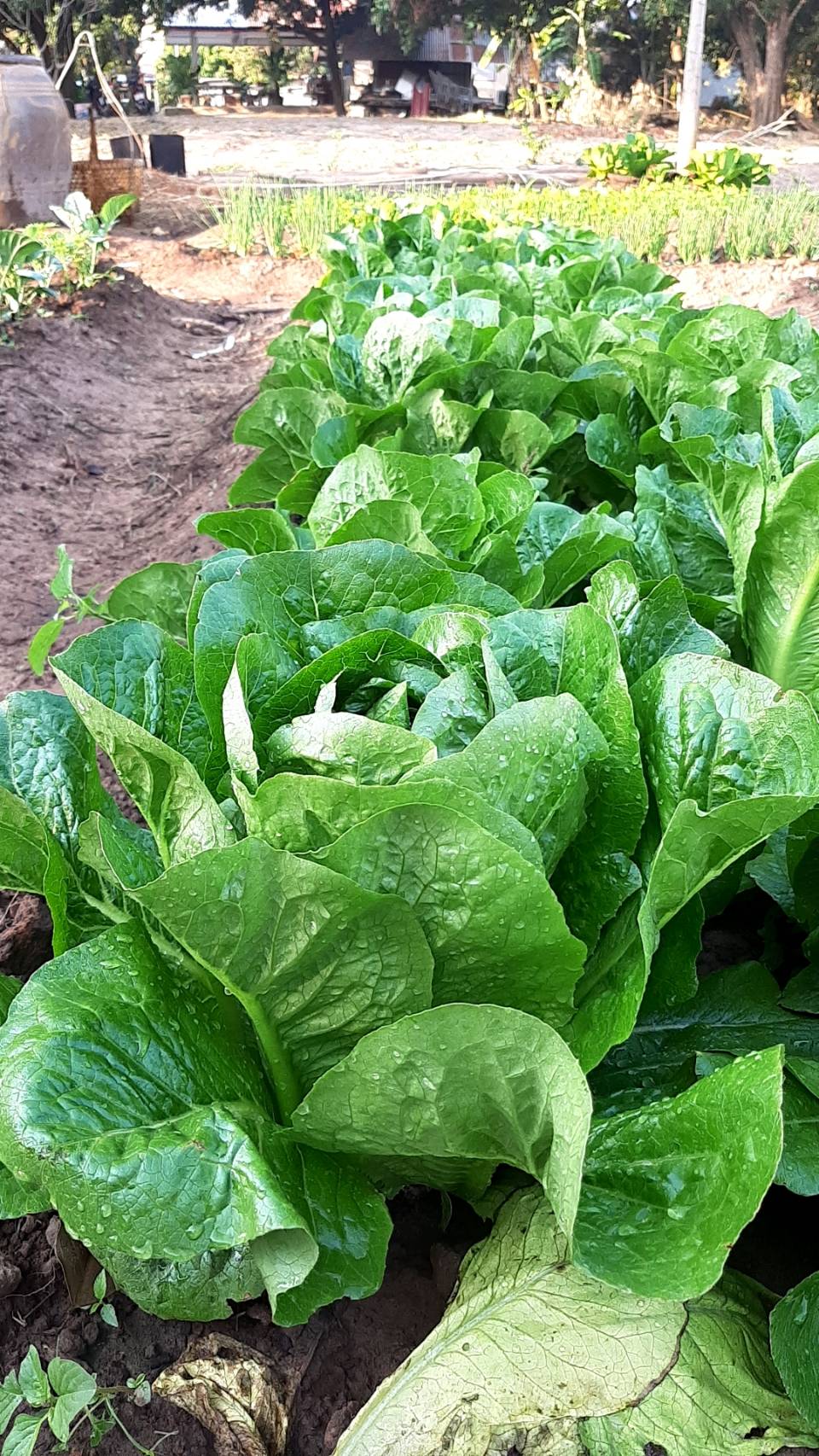 กลุ่มผ้าย้อมคราม “นางคราม” ต้นแบบการน้อมนำแนวพระราชดำริ สมเด็จพระกนิษฐาธิราชเจ้า กรมสมเด็จพระเทพรัตนราชสุดาฯ สยามบรมราชกุมารี ปลูกผักสวนครัวสร้างความมั่นคงด้านอาหาร  โดยใช้พื้นที่ว่างเปล่าให้เกิดประโยชน์