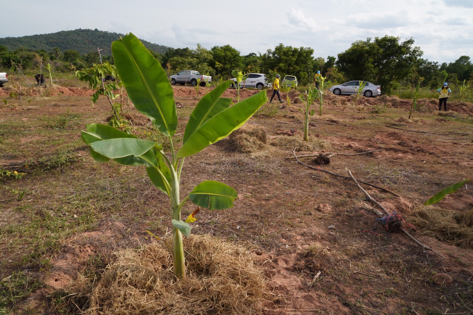 พช. รวมพลังจิตอาสาปลูกป่าเขาขยาย เฉลิมพระเกียรติ เนื่องในวันคล้ายวันเฉลิมพระชนมพรรษา สมเด็จพระนางเจ้าสุทิดา พัชรสุธาพิมลลักษณ พระบรมราชินี
