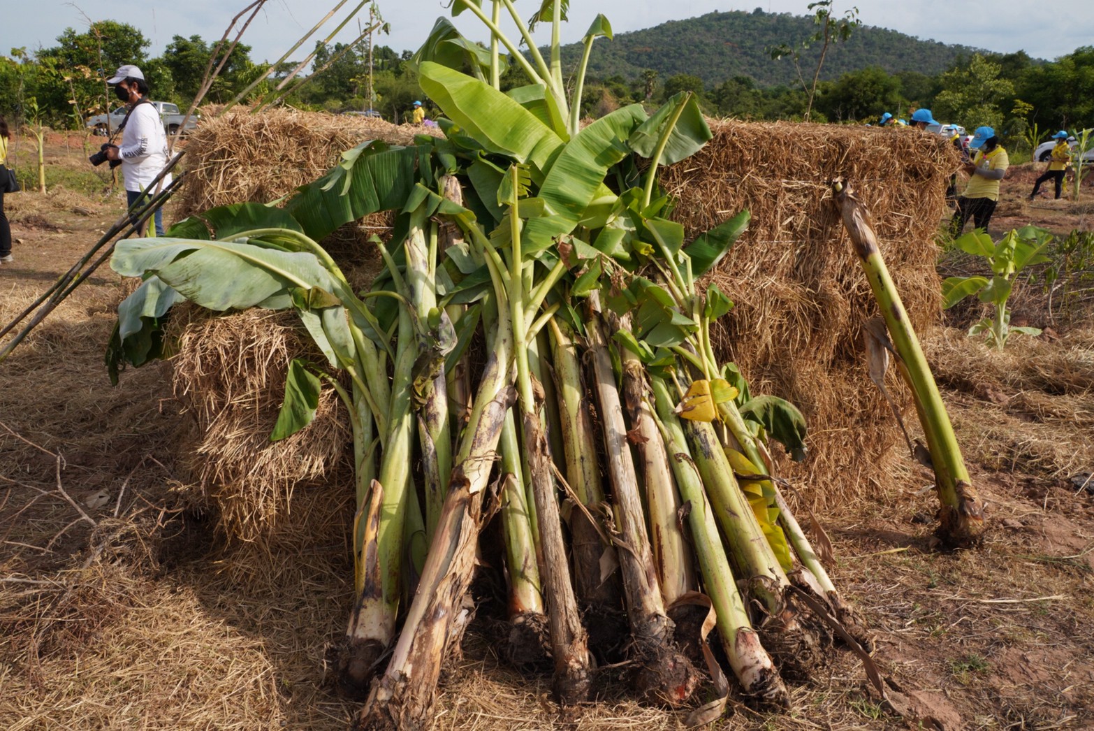 พช. รวมพลังจิตอาสาปลูกป่าเขาขยาย เฉลิมพระเกียรติ เนื่องในวันคล้ายวันเฉลิมพระชนมพรรษา สมเด็จพระนางเจ้าสุทิดา พัชรสุธาพิมลลักษณ พระบรมราชินี