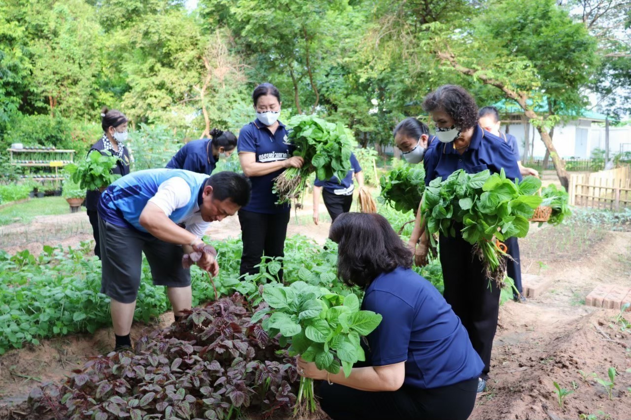อธิบดีพช.เดินหน้าต่อรอบ 2 (ต่อเนื่อง) ชวนชาวไทยปลูกกระชาย-ฟ้าทลายโจร ขยายผลการดำเนินงานโครงการปลูกผักสวนครัว ด้วยพืชสมุนไพรไทย เพื่อป้องกันโควิด-19 แก่พี่น้องประชาชนทั่วประเทศ