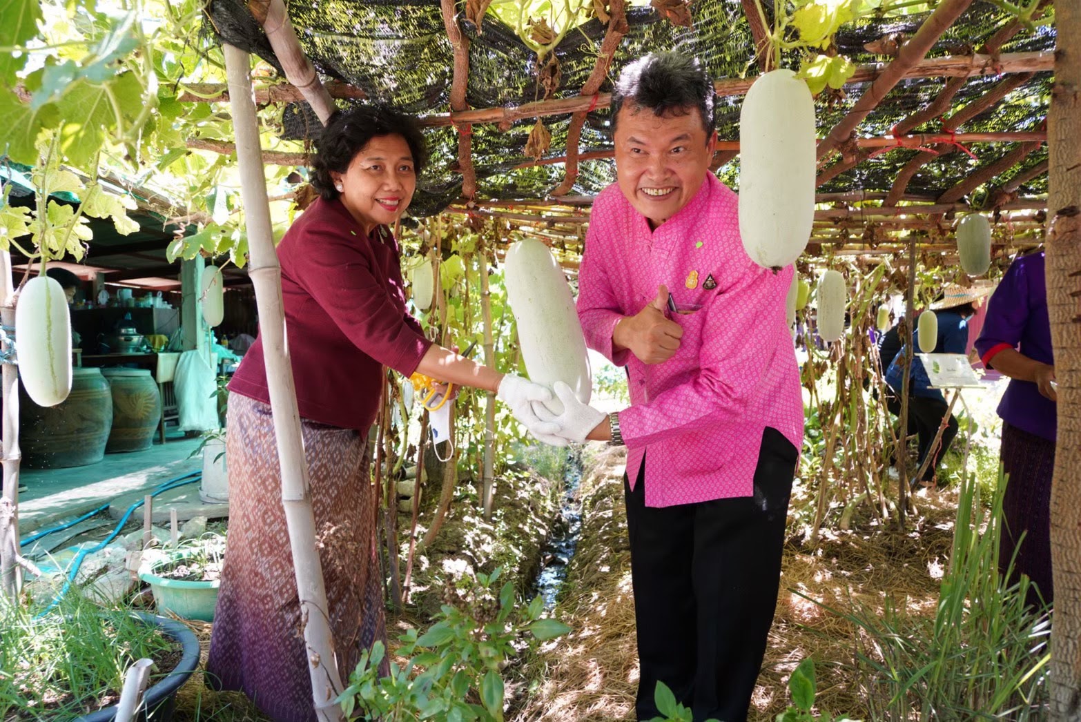 อธิบดีพช.เดินหน้าต่อรอบ 2 (ต่อเนื่อง) ชวนชาวไทยปลูกกระชาย-ฟ้าทลายโจร ขยายผลการดำเนินงานโครงการปลูกผักสวนครัว ด้วยพืชสมุนไพรไทย เพื่อป้องกันโควิด-19 แก่พี่น้องประชาชนทั่วประเทศ